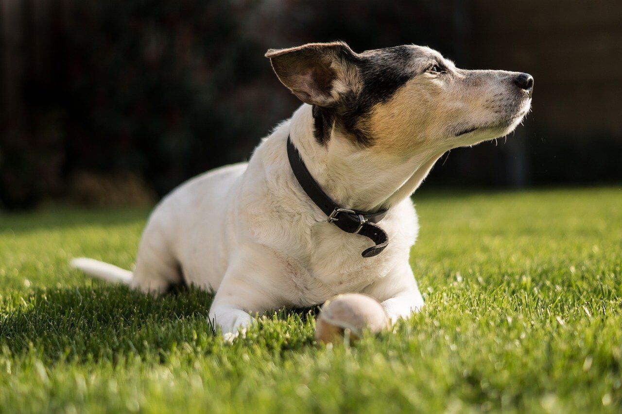 Top 5 Dog Friendly Spots in Farmington Hills