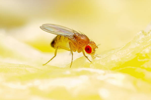 Invite Fruit Fly Traps with Invite Liquid Lure