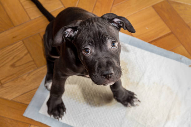 how do you train a puppy in an apartment