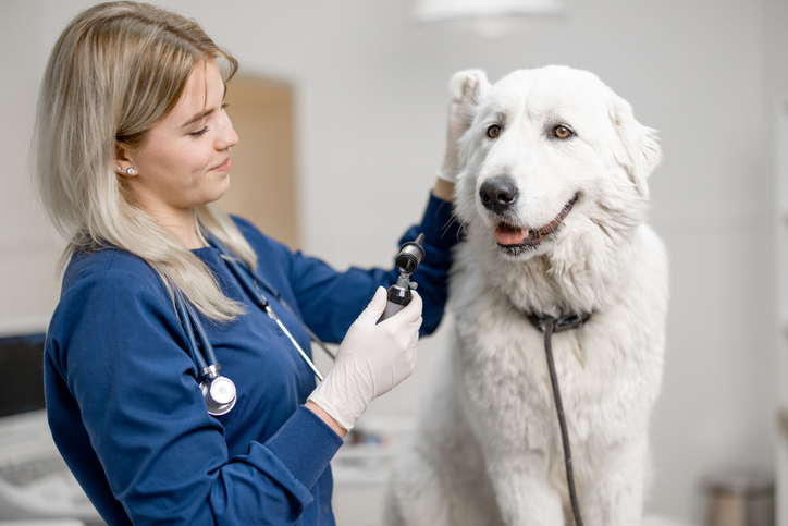 Veterinarian exploring with an otoscope the ear canal of big white dog standing at examination table at vet clinic. Pet care and visit to the doctor. Check up and cleaning procedure af animal.