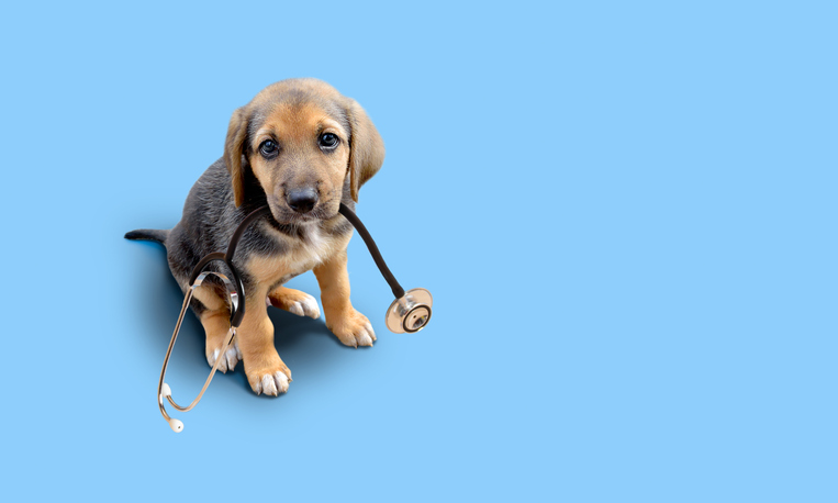 Puppy dog and stethoscope isolated on blue background. Little dog on reception at veterinary doctor in vet clinic. Pet health care and animals concept.