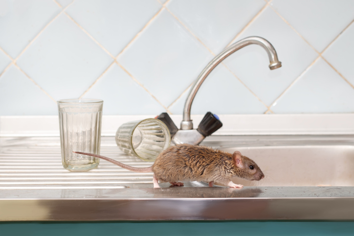 potential signs of rodents