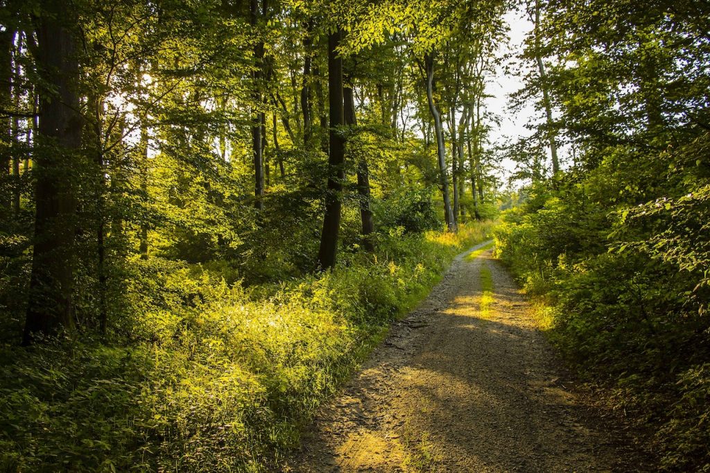 nature trail